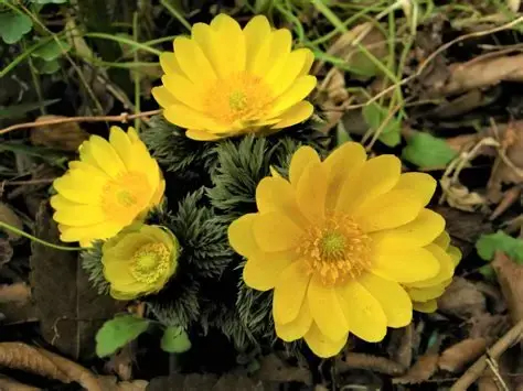 社会福祉法人スプリング｜基本理念「私たちは、笑顔でやさしく、生きる力をサポートします」